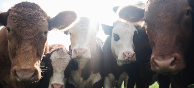 Titelbild: Und warum essen wir keine Menschen?