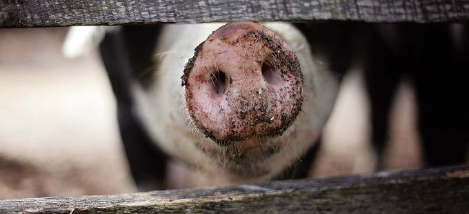 Titelbild: „Wenn wir das Gesicht des Anderen wahrnehmen, nehmen wir seine Sterblichkeit und seinen Hunger wahr“