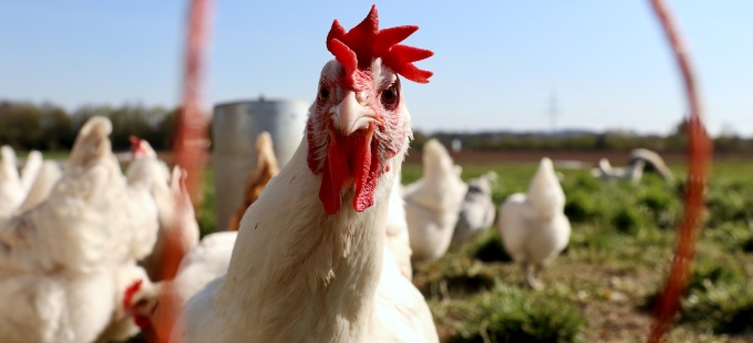 Titelbild: Die Philosophin Martha Nussbaum entwickelt eine Ethik f&uuml;r Tiere