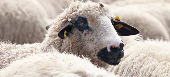 Titelbild: Politische Rechte auch für Tiere