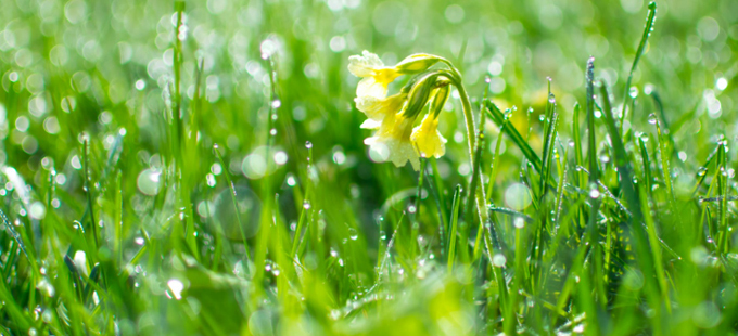 Titelbild: Was den Frühling zum Frühling macht