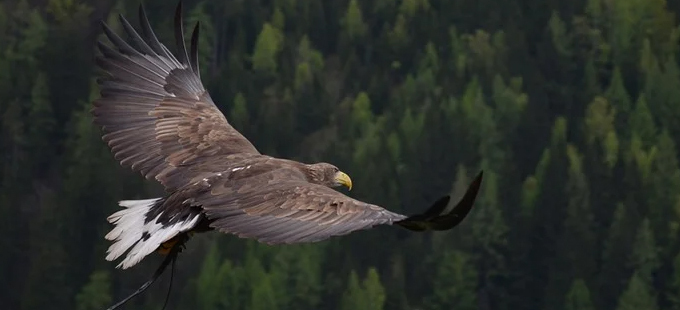 Titelbild: Der Traum vom Fliegen